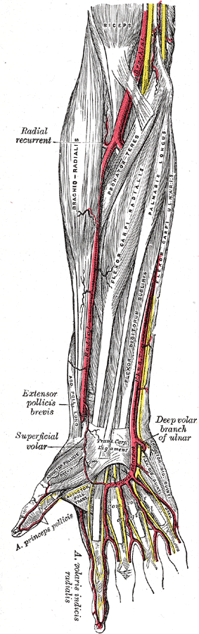 Radial Artery Anatomy