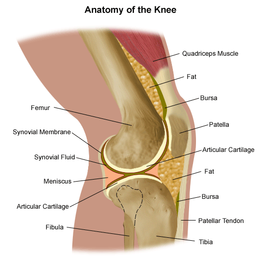 Knee anatomy